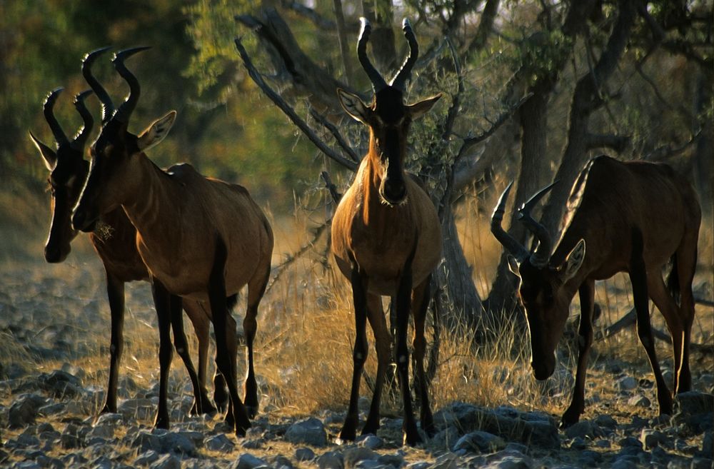 Etosha - Hartebeest