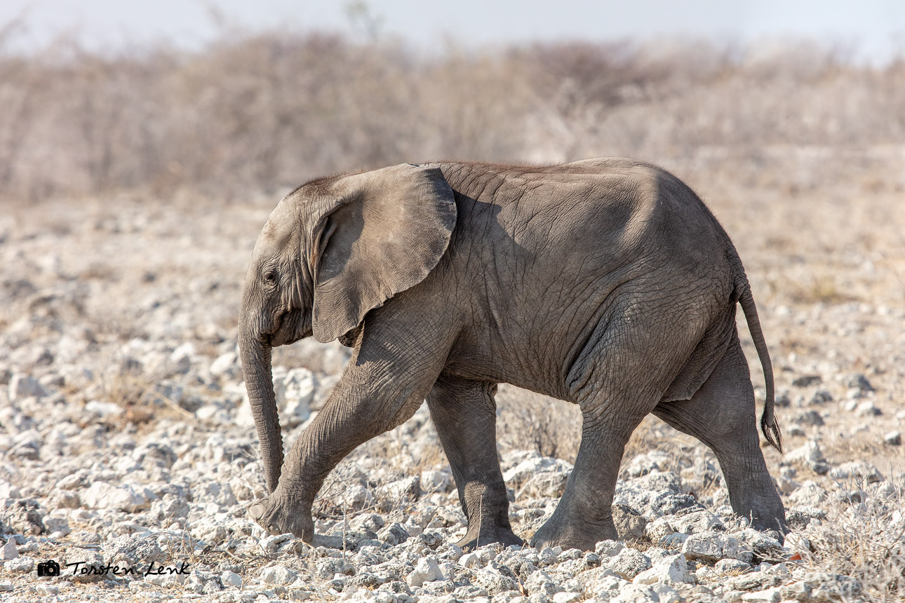 Etosha II