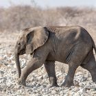 Etosha II