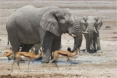 Etosha II