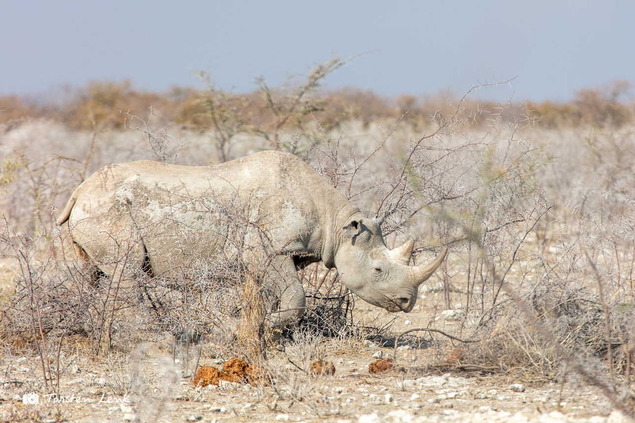 Etosha III