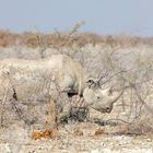 Etosha III