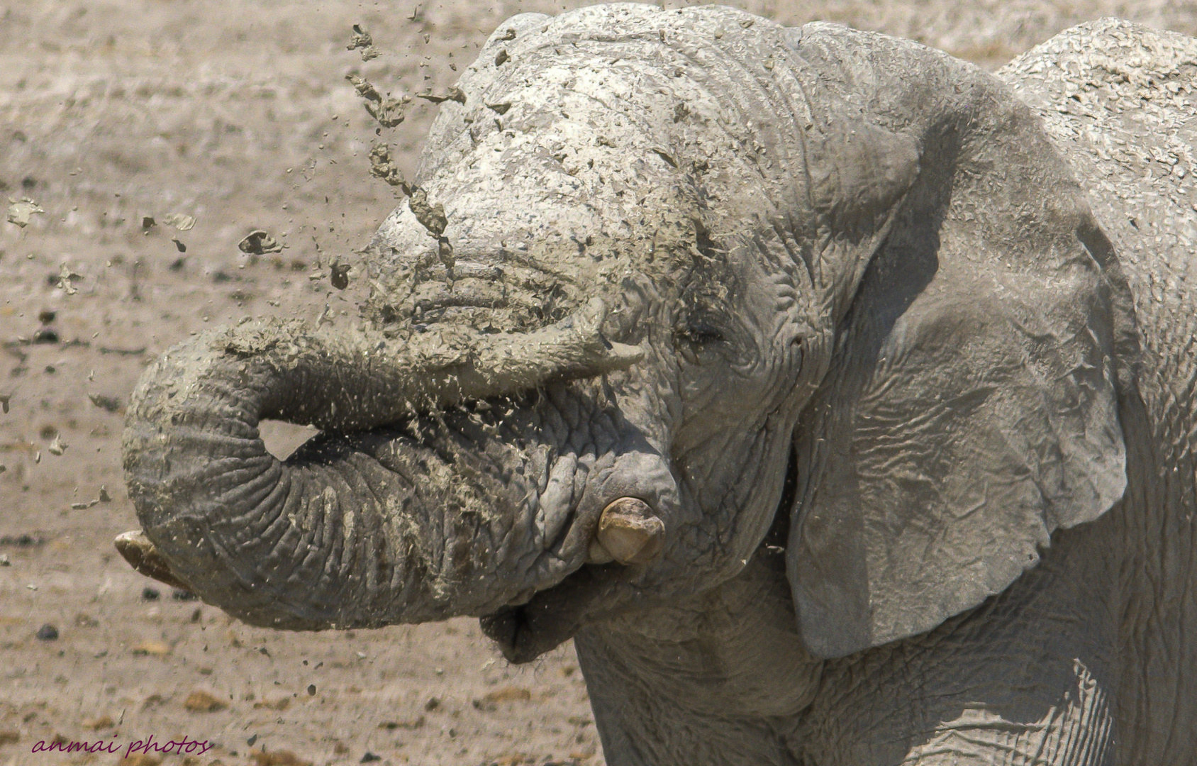 Etosha Impression.....