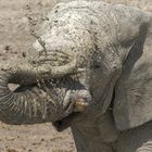 Etosha Impression.....