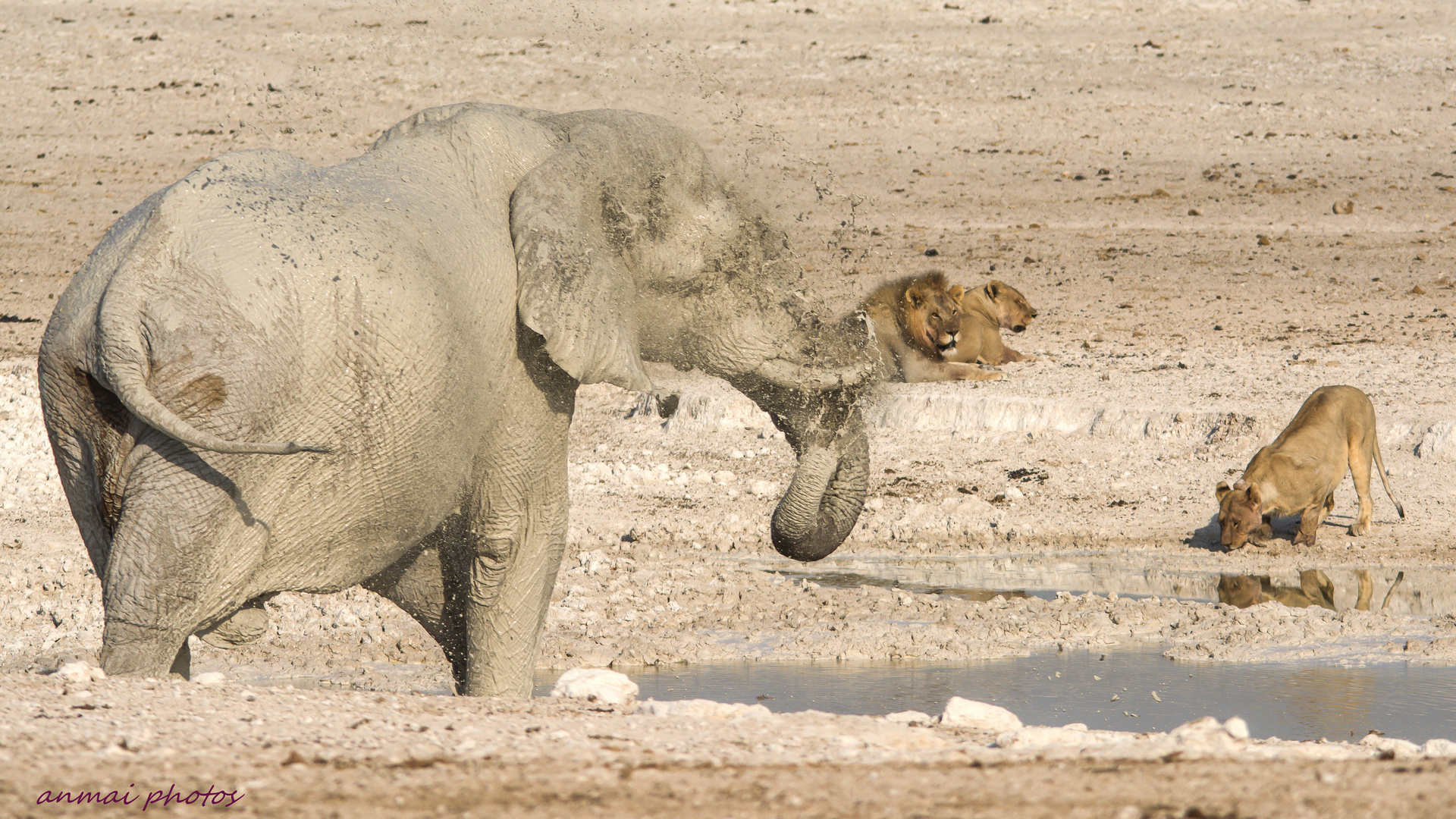 Etosha Impression.