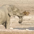 Etosha Impression.