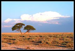 Etosha landscape