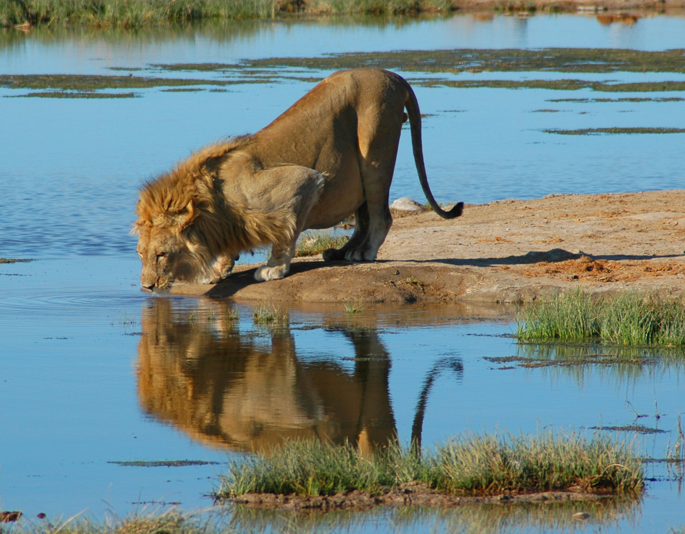 Etosha-Löwe