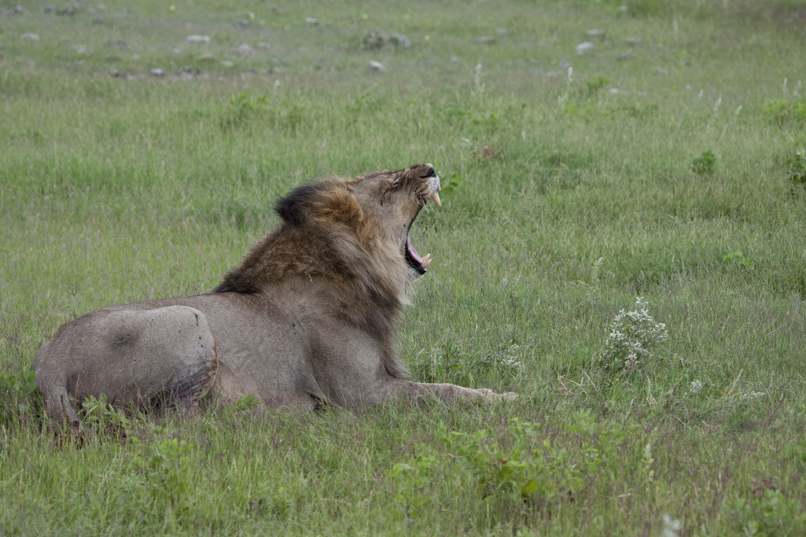 Etosha - müder Löwe