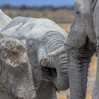 "Etosha Namibia 2"