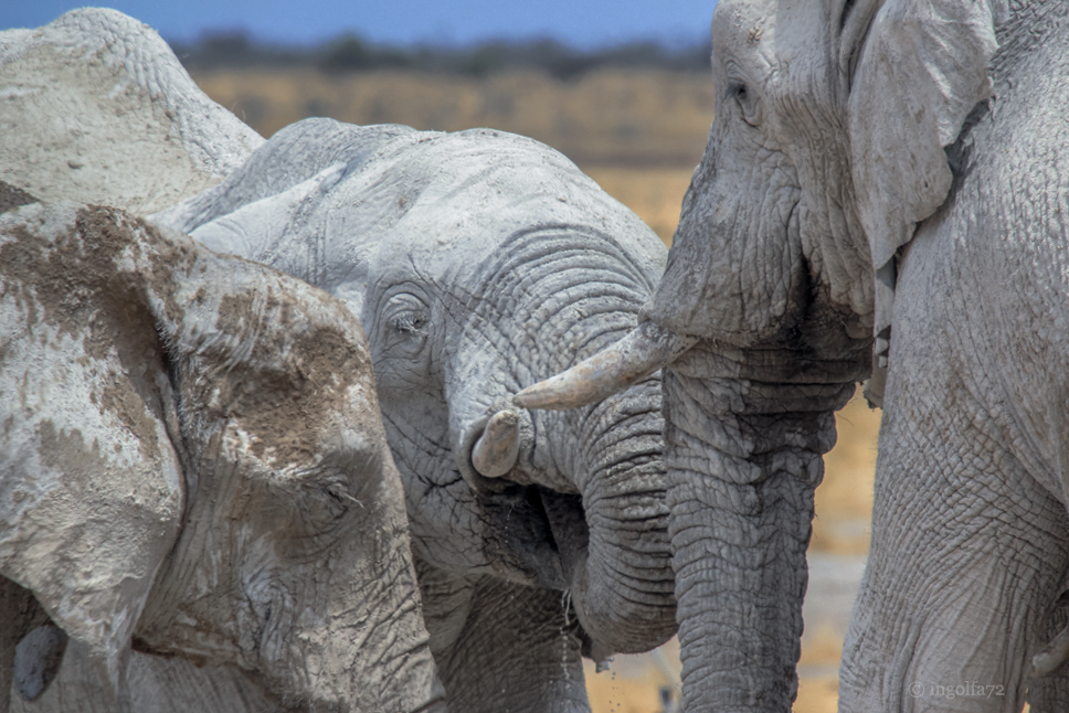 "Etosha Namibia 2"