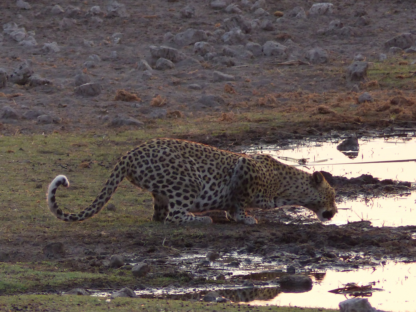 Etosha - Namibia