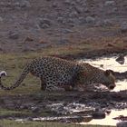 Etosha - Namibia