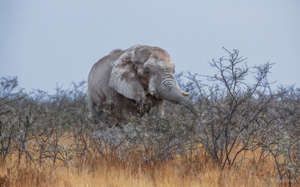 "Etosha Namibia"