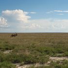 Etosha, Namibia, mit ORYX