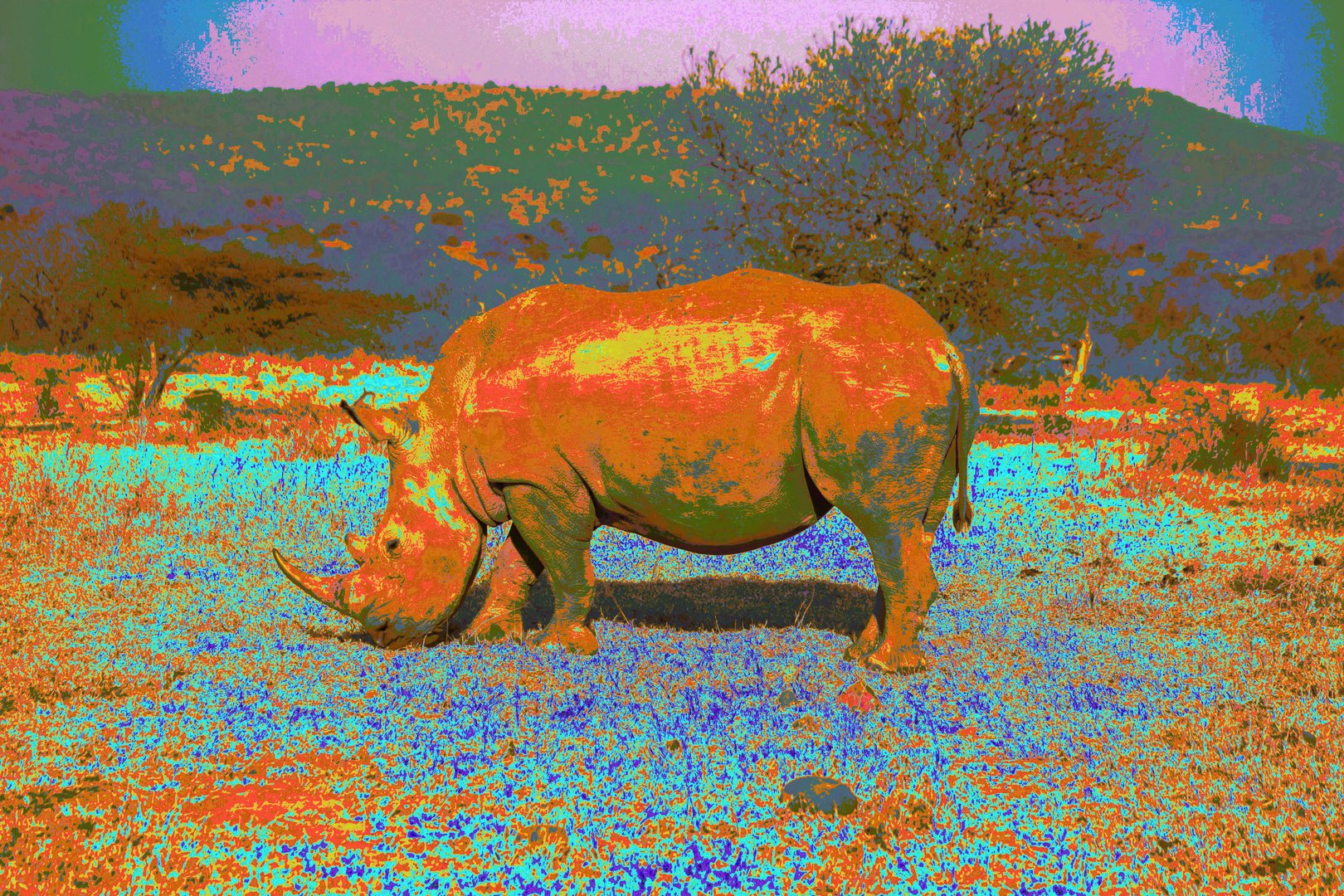 Etosha Nashorn