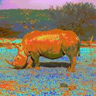 Etosha Nashorn