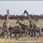 Etosha National Park - am Wasserloch