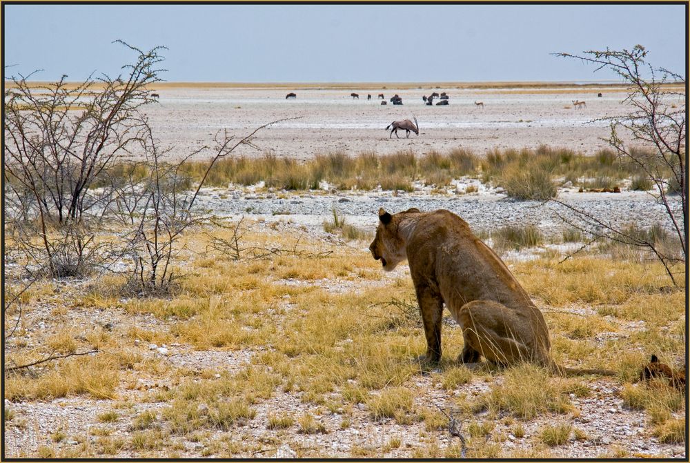 Etosha National Park - Eine Löwin beobachtet ihr Mittagsmahl