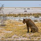 Etosha National Park - Eine Löwin beobachtet ihr Mittagsmahl