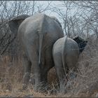 Etosha National Park - Elefantenmutter mit Kind