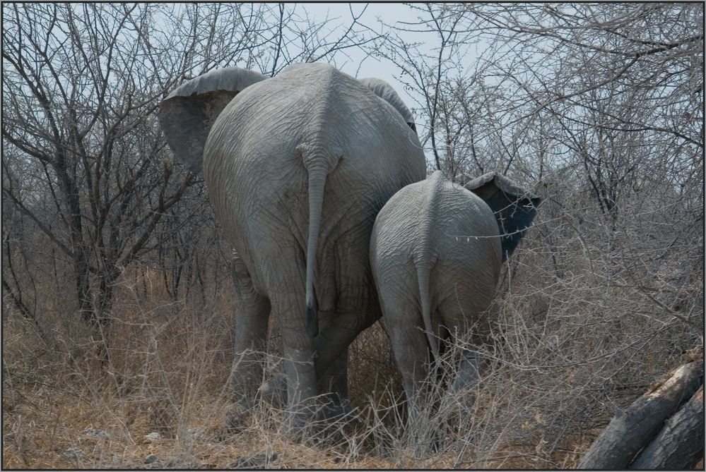 Etosha National Park - Elefantenmutter mit Kind