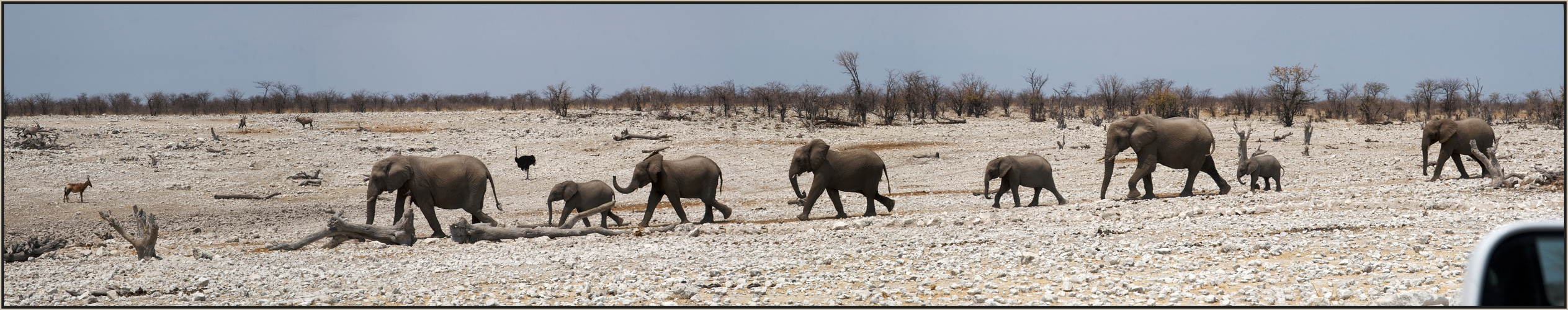 Etosha National Park - Elefantenparade