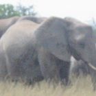 Etosha National Park Namibia!!!