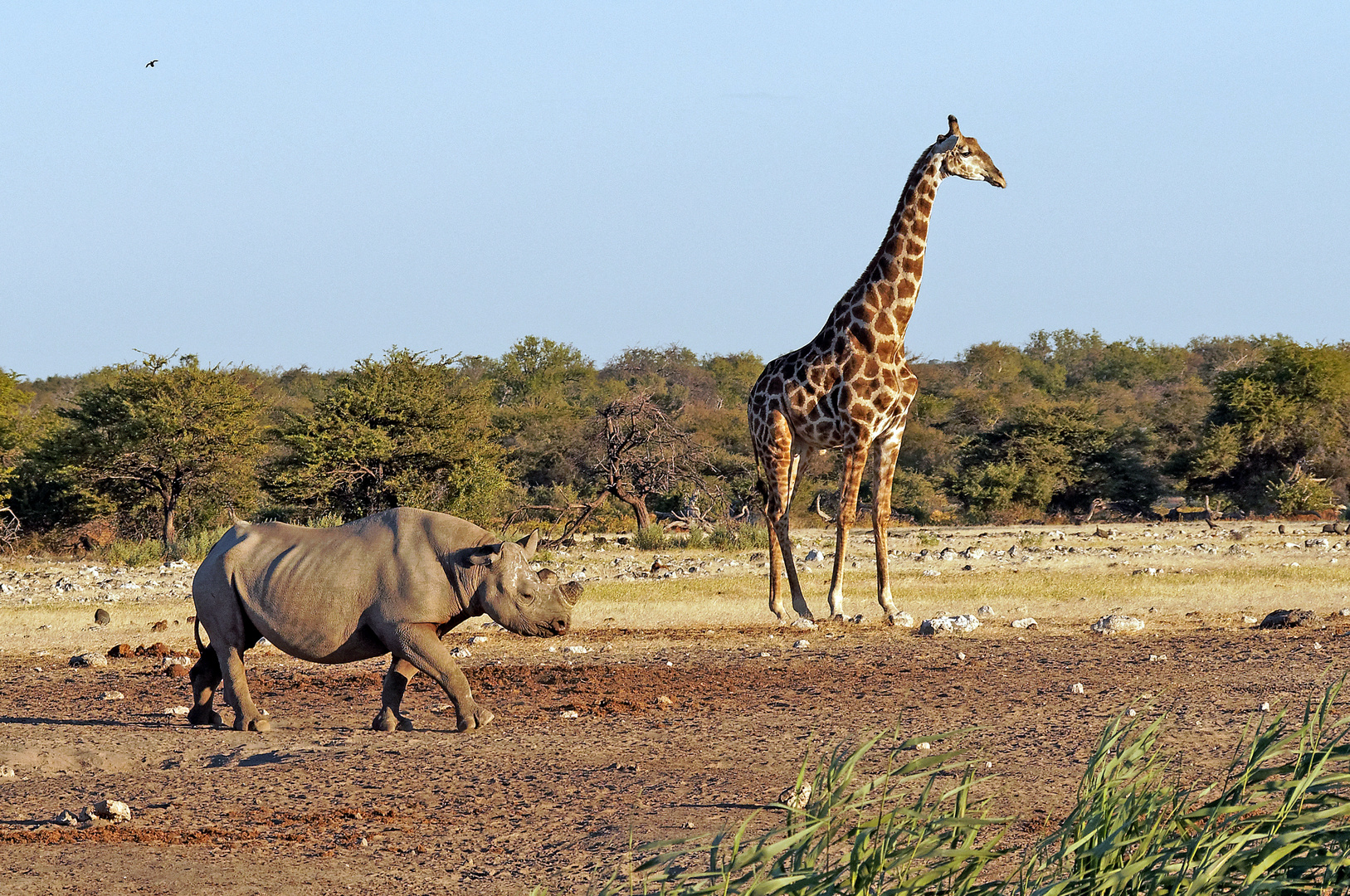 Etosha National Park Namibie