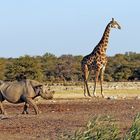 Etosha National Park Namibie