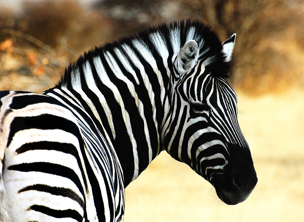 Etosha National Park - Stripy