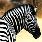 Etosha National Park - Stripy