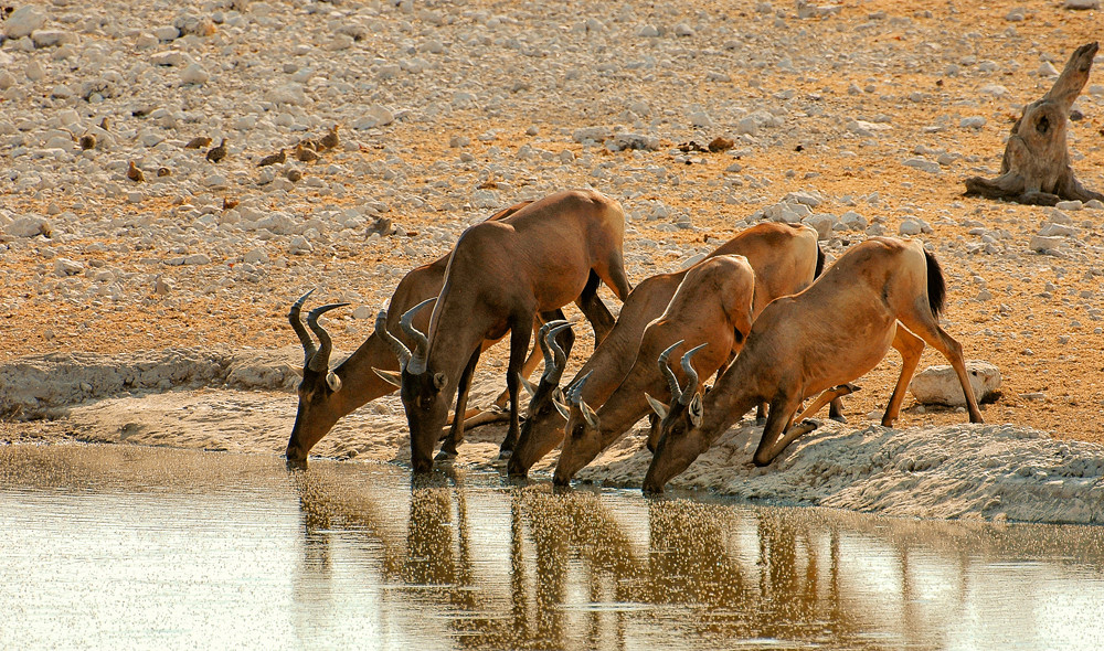 Etosha National Park - Thirsty Hartebeest