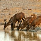 Etosha National Park - Thirsty Hartebeest