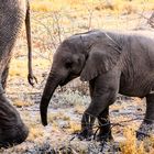 Etosha Nationalpark