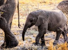 Etosha Nationalpark