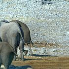 Etosha Nationalpark