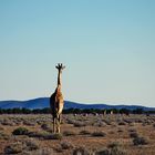 Etosha- Nationalpark