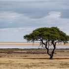 Etosha Nationalpark in Namibia