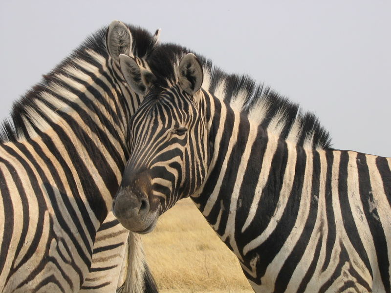 Etosha-Nationalpark Namibia 2006