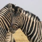 Etosha-Nationalpark Namibia 2006