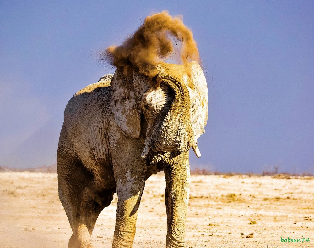 namibia safari tiere