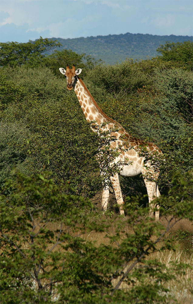 Etosha Nationalpark Namibia von mucki44 