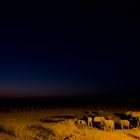 Etosha Nights