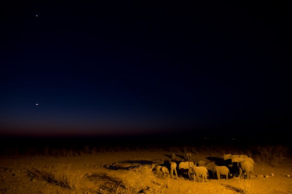 Etosha Nights