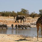 Etosha-NP (1)