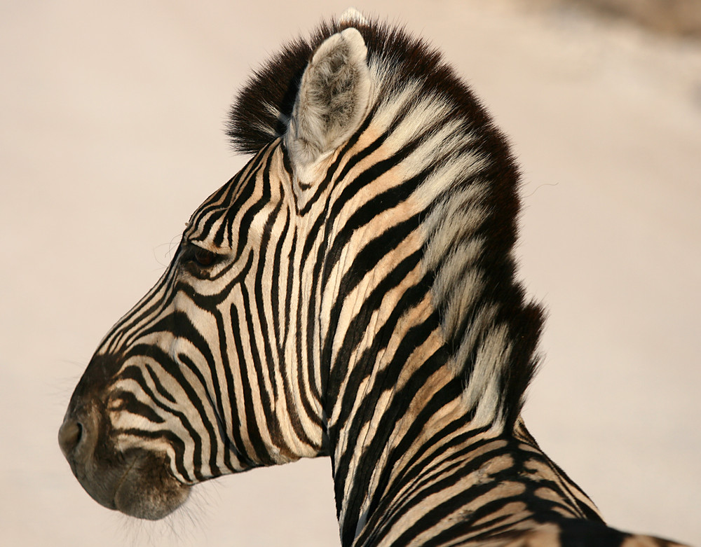 Etosha-NP (2)