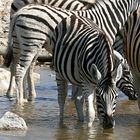 Etosha-NP (3)