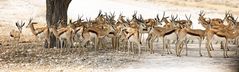 Etosha NP