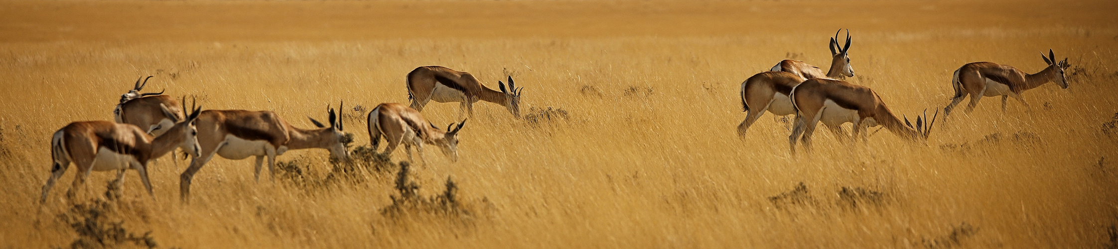 Etosha NP